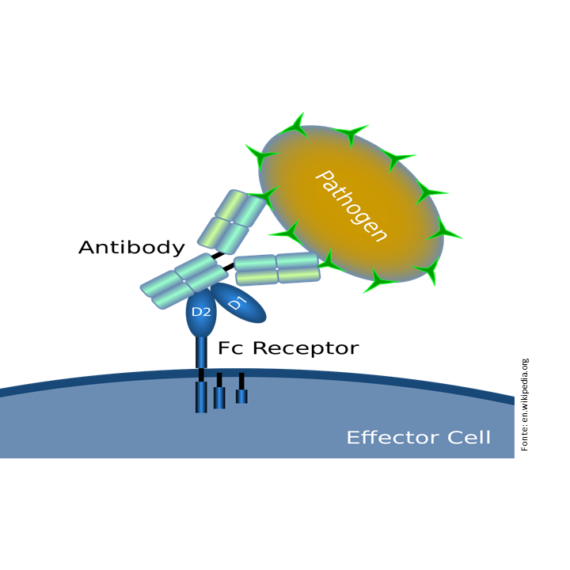 A importância da pesquisa de anticorpos na condução das doenças infecciosas