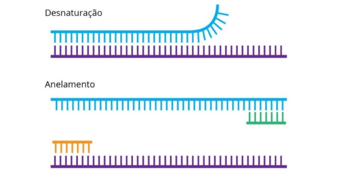 PCR – REAÇÃO EM CADEIA DA POLIMERASE
